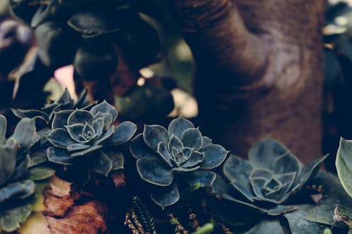 Fotobanka s bezplatnými fotkami na tému botanický, hĺbka ostrosti, krásny