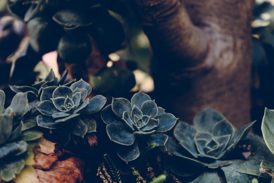 A close-up view of succulent plants showcasing their intricate leaf patterns with soft lighting.