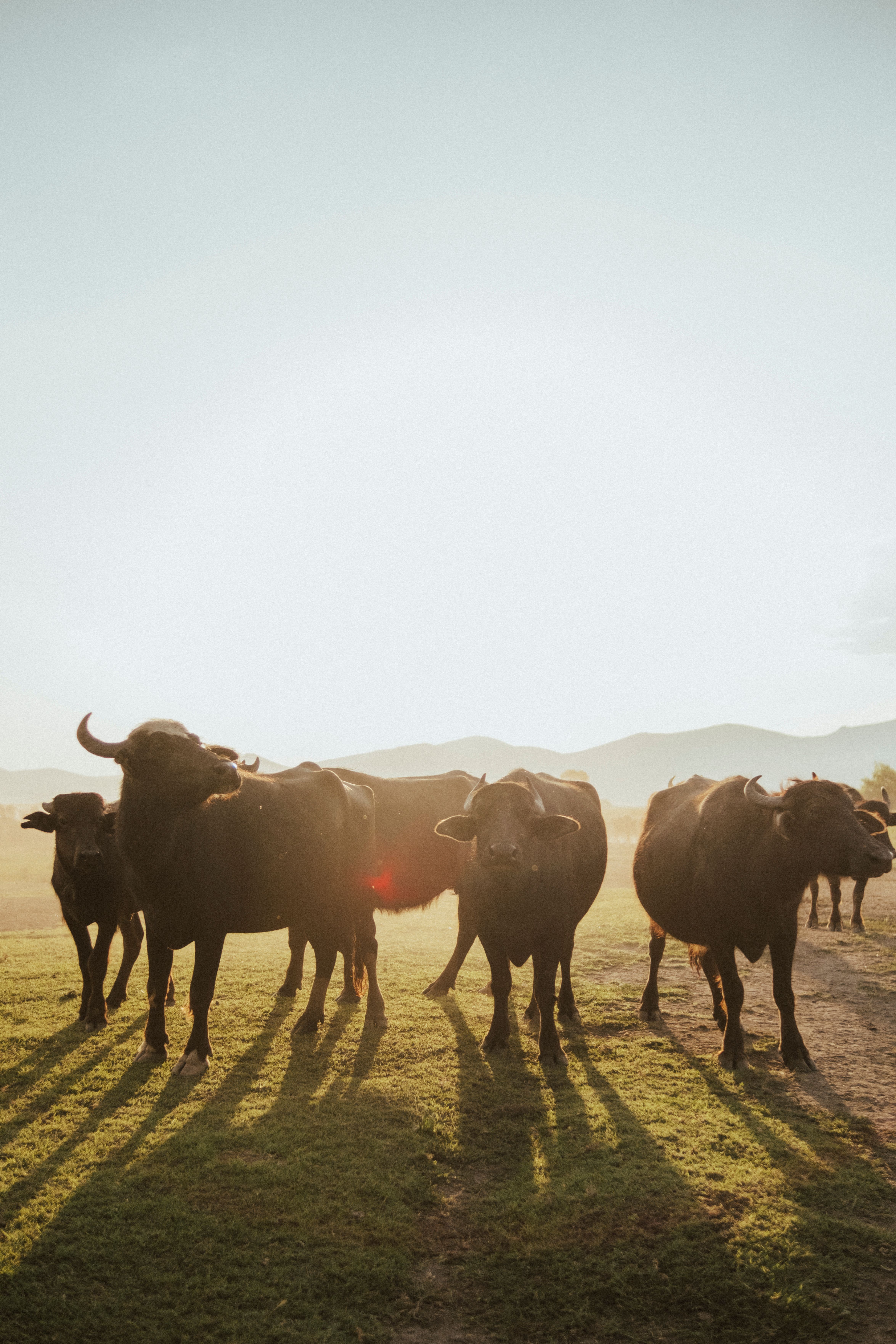 Cattle Herd at Sunset · Free Stock Photo