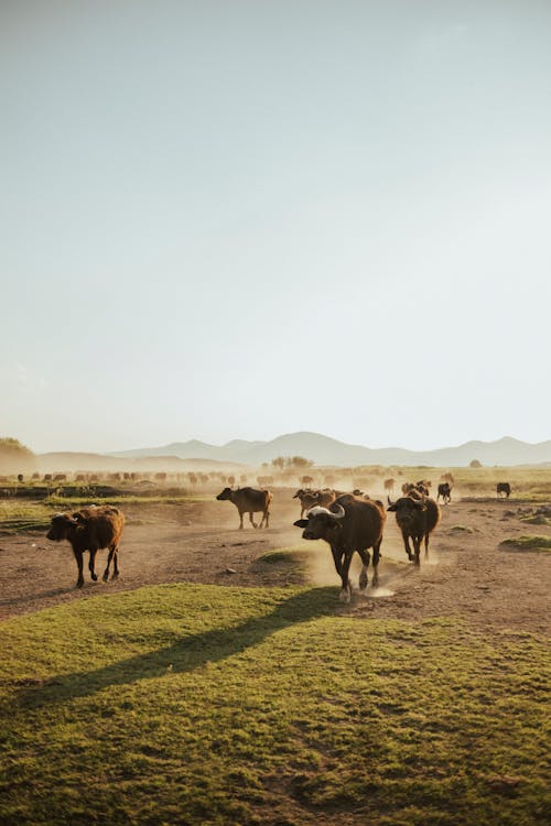 Cattle on Sunlit Pasture