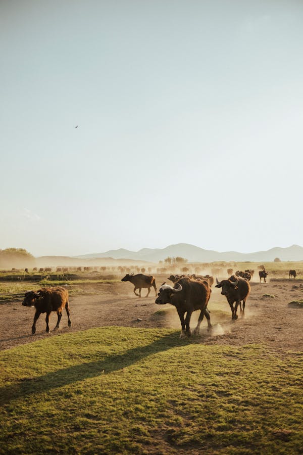 African Safari Landscape Photos, Download The BEST Free African Safari