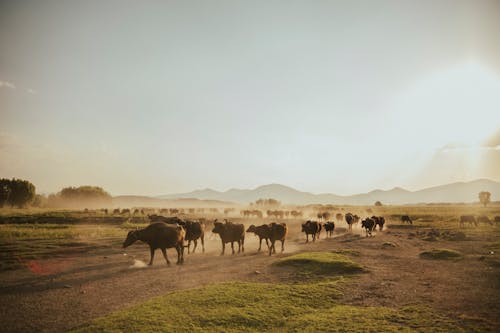 Sunset Sunlight over Cattle on Pasture