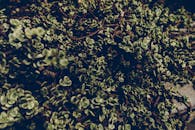 仔细观察充满活力的绿叶，展现自然的纹理和有机的生长