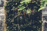 垂直花园的展示引人注目，以多样化的多肉植物和郁郁葱葱的树叶为特色