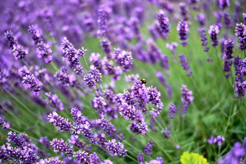Free Blooming lavender field in Penrith, England with a bee collecting nectar among the purple flowers. Stock Photo
