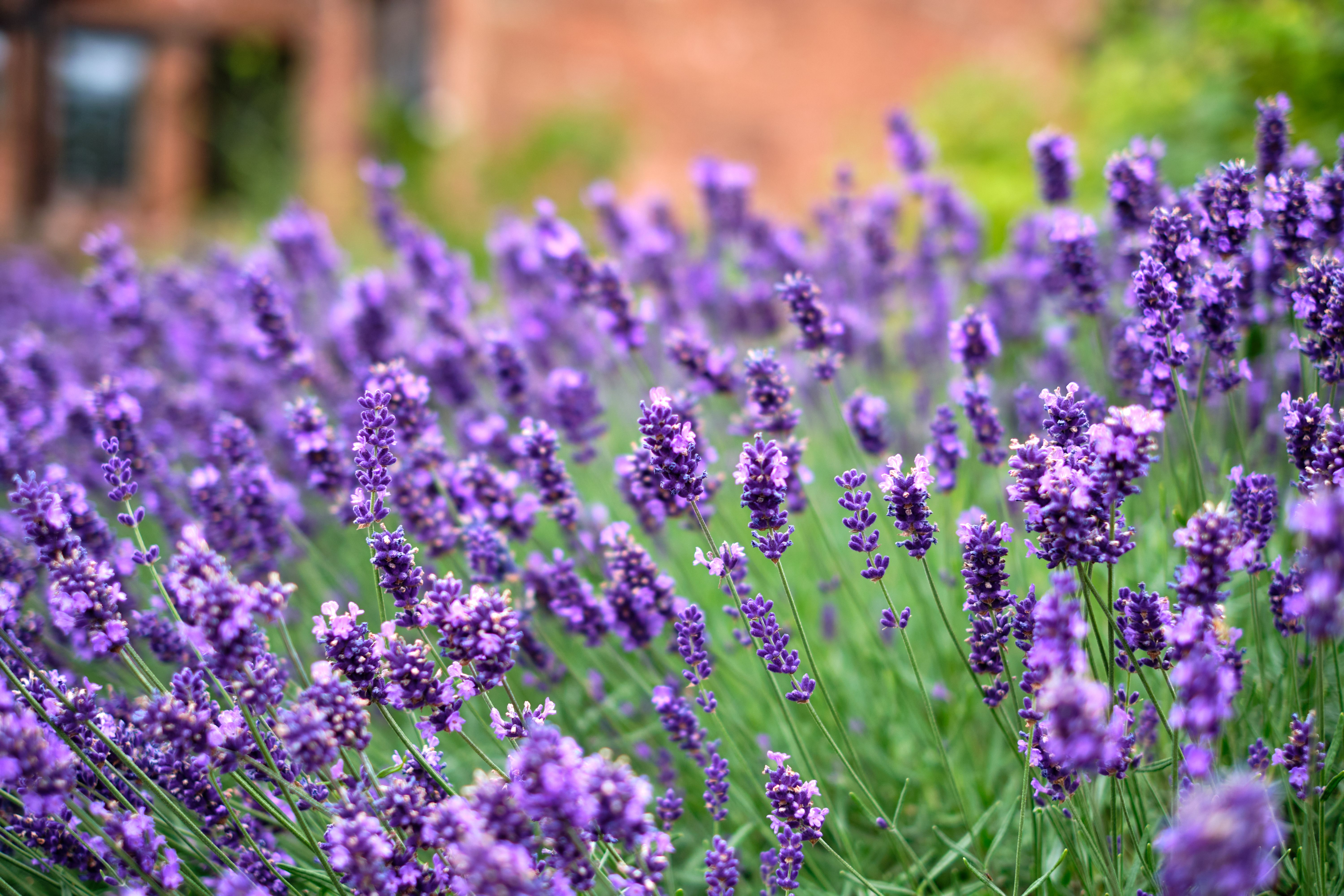 Why Isn't My Lavender Blooming? Troubleshooting Common Issues and Ensuring Abundant Fragrant Flowers