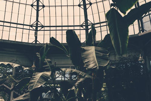 Greyscale Photography of Banana Trees Inside Green House