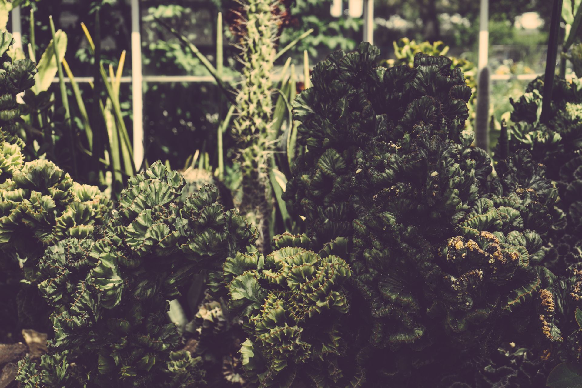 Lush green succulents thriving in an outdoor garden create a natural, vibrant atmosphere.