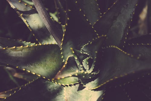 Close Up Photography of Aloe Vera