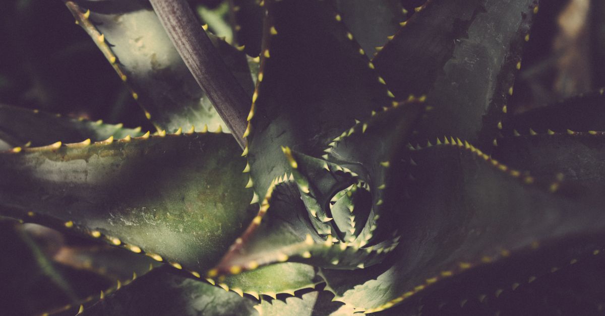 Hydratation intense : Les plantes à privilégier pour mieux s'hydrater