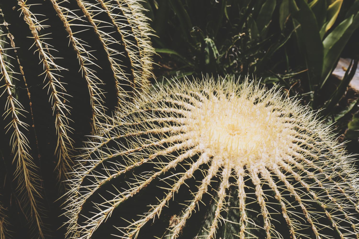 Yellow Spikes Photos, Download The BEST Free Yellow Spikes Stock Photos ...