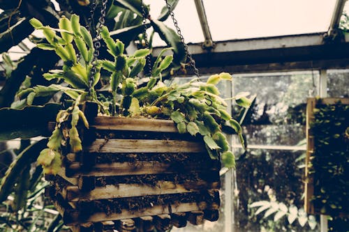 Planta De Hojas Verdes