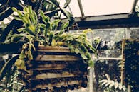 温室中悬挂的木制花盆里，郁郁葱葱的绿色植物展示着自然生长与有机之美