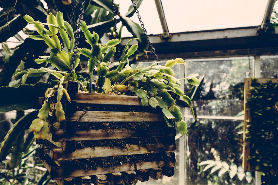 Rhipsalis