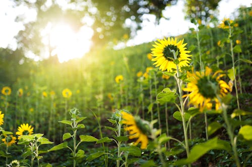 Sun flower