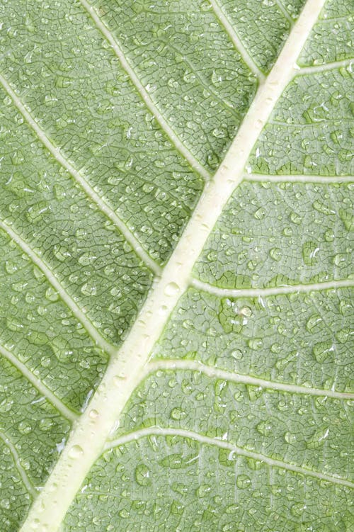 Wet Leaf texture