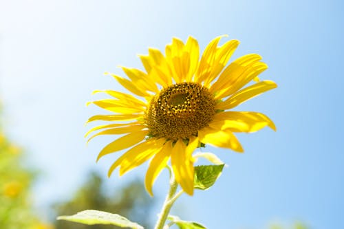 Kostenloses Stock Foto zu blauem hintergrund, blume, blütenblätter