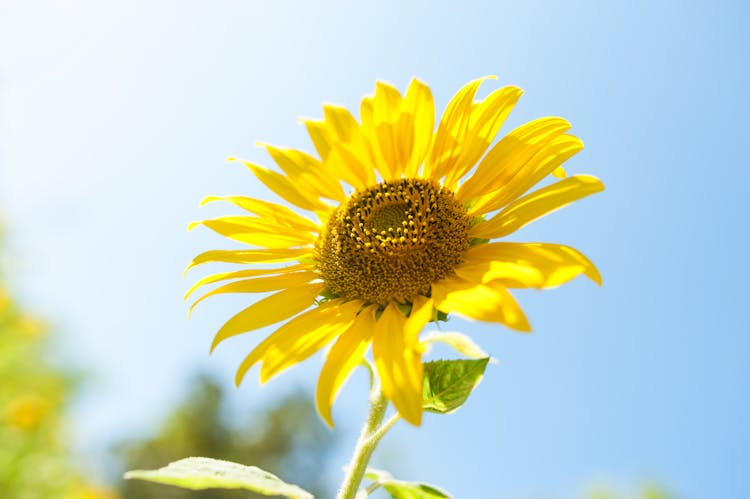 Yellow Sunflower Flower