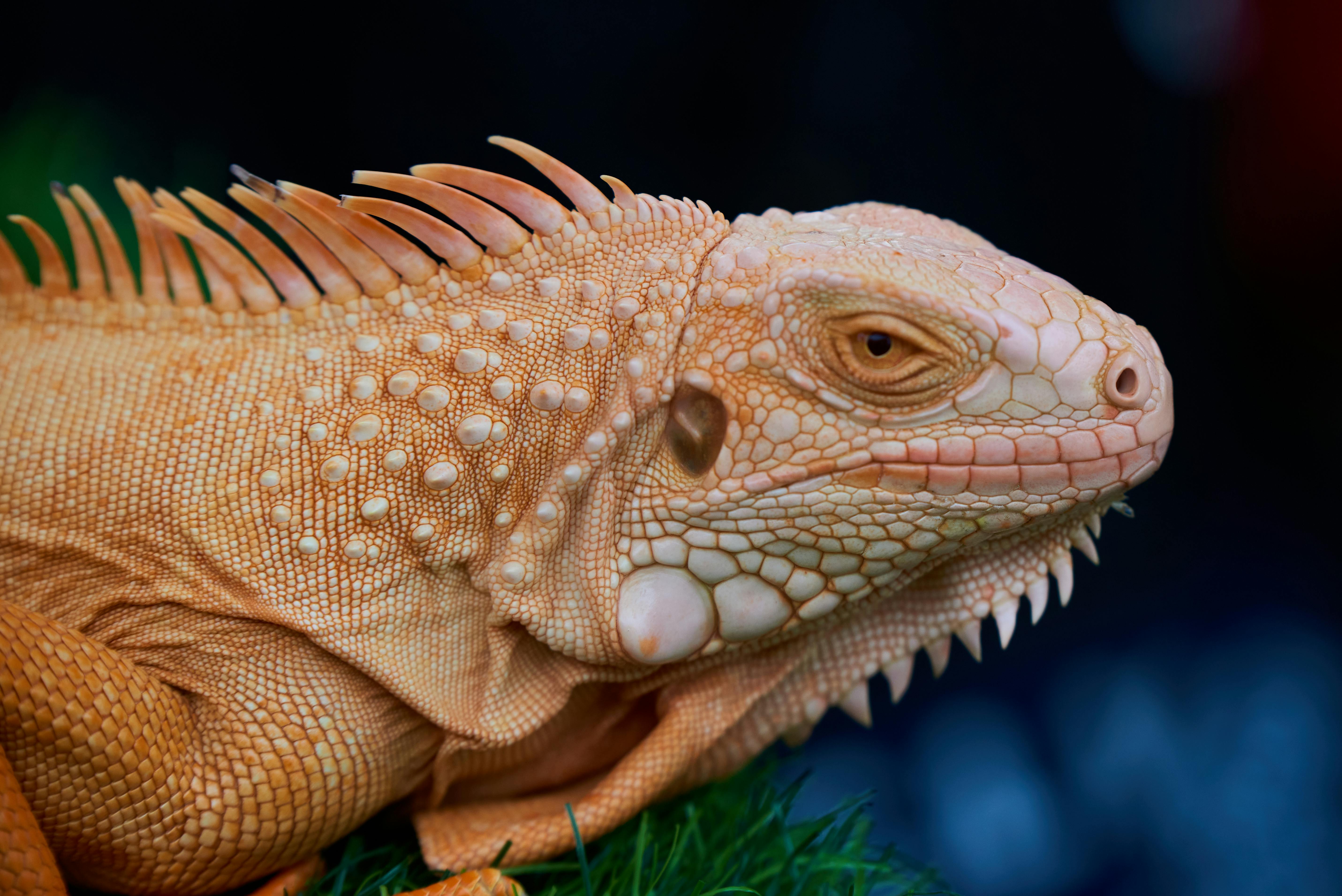 Take Great Care Of Your Pet Iguana With These Selected Tips