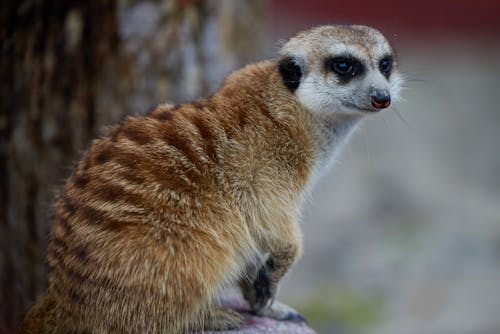 Meerkat Sitting on Rock