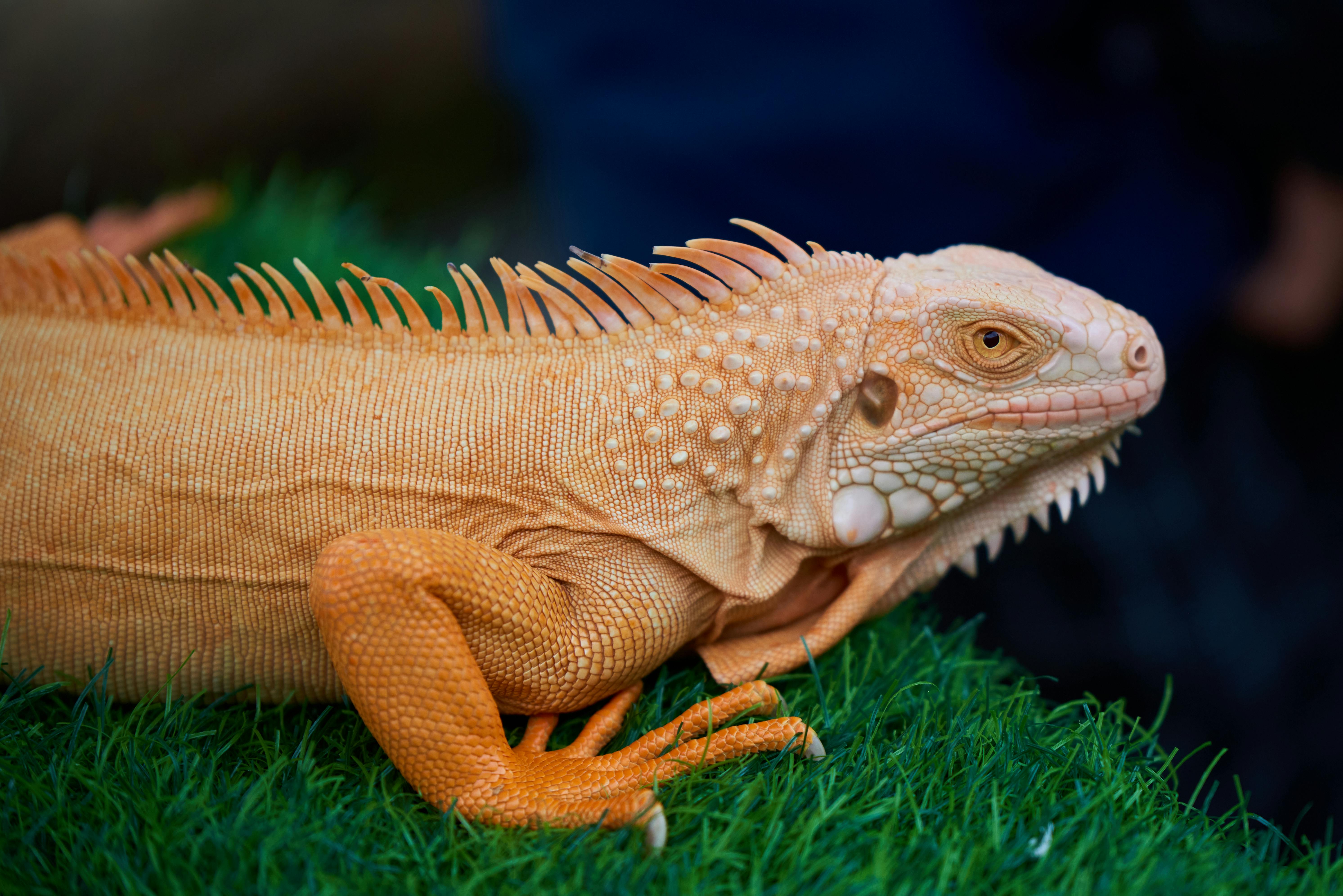How To Take Great Care Of Your Pet Iguana