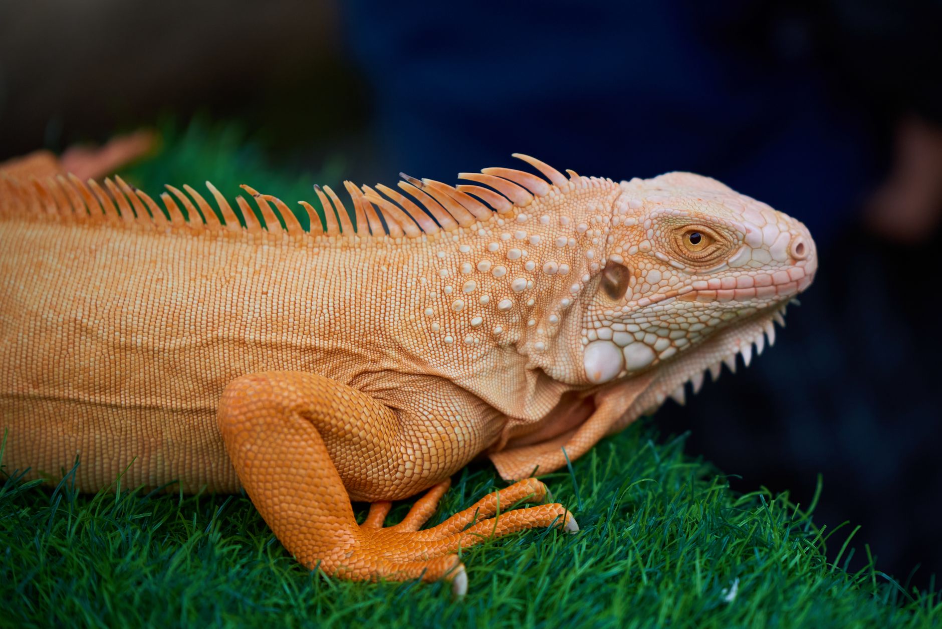 Creating Hiding Places Your Reptile Can Use