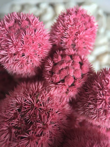 Close-up Photo of Pink Spiky Textile