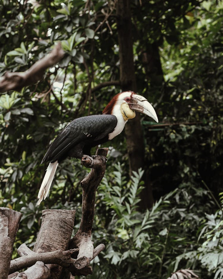 Blyths Hornbill In Nature