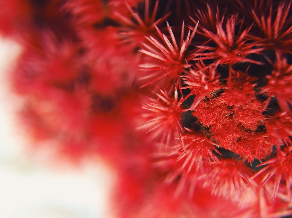 Close-up Photography of Red Cluster Flowers