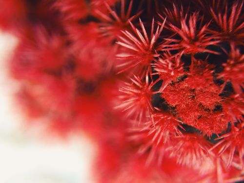Free Macro photograph of vivid red blossoms with a striking blur effect, showcasing natural beauty. Stock Photo