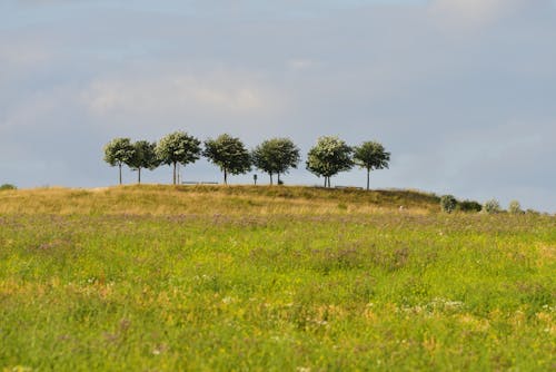 ağaçlar, arazi, çayır içeren Ücretsiz stok fotoğraf