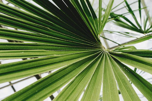 Close-up Photography of Green Fan Leaf