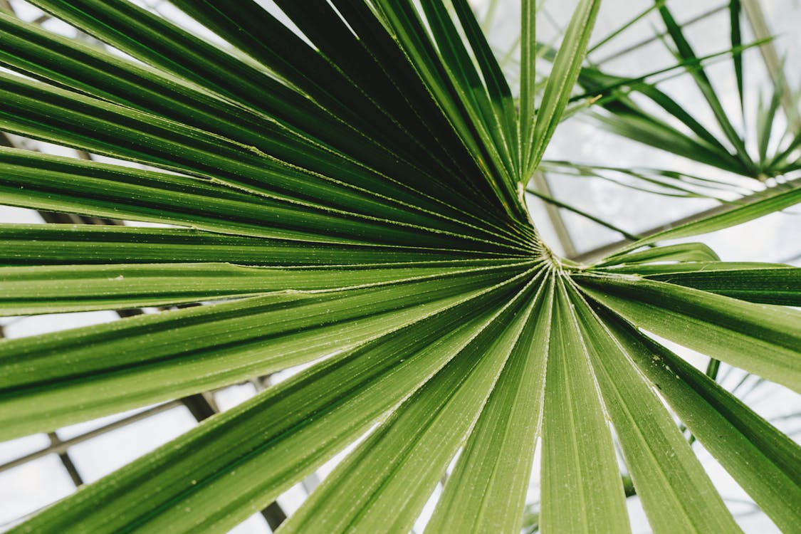 Fotografia Em Close Up De Folha De Leque Verde