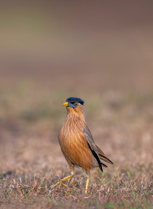 Bird on Grass