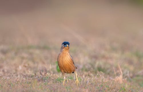 Brahminy Starling Bird