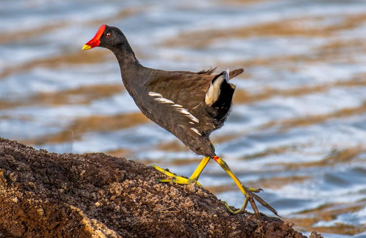 Bird Running On Rock