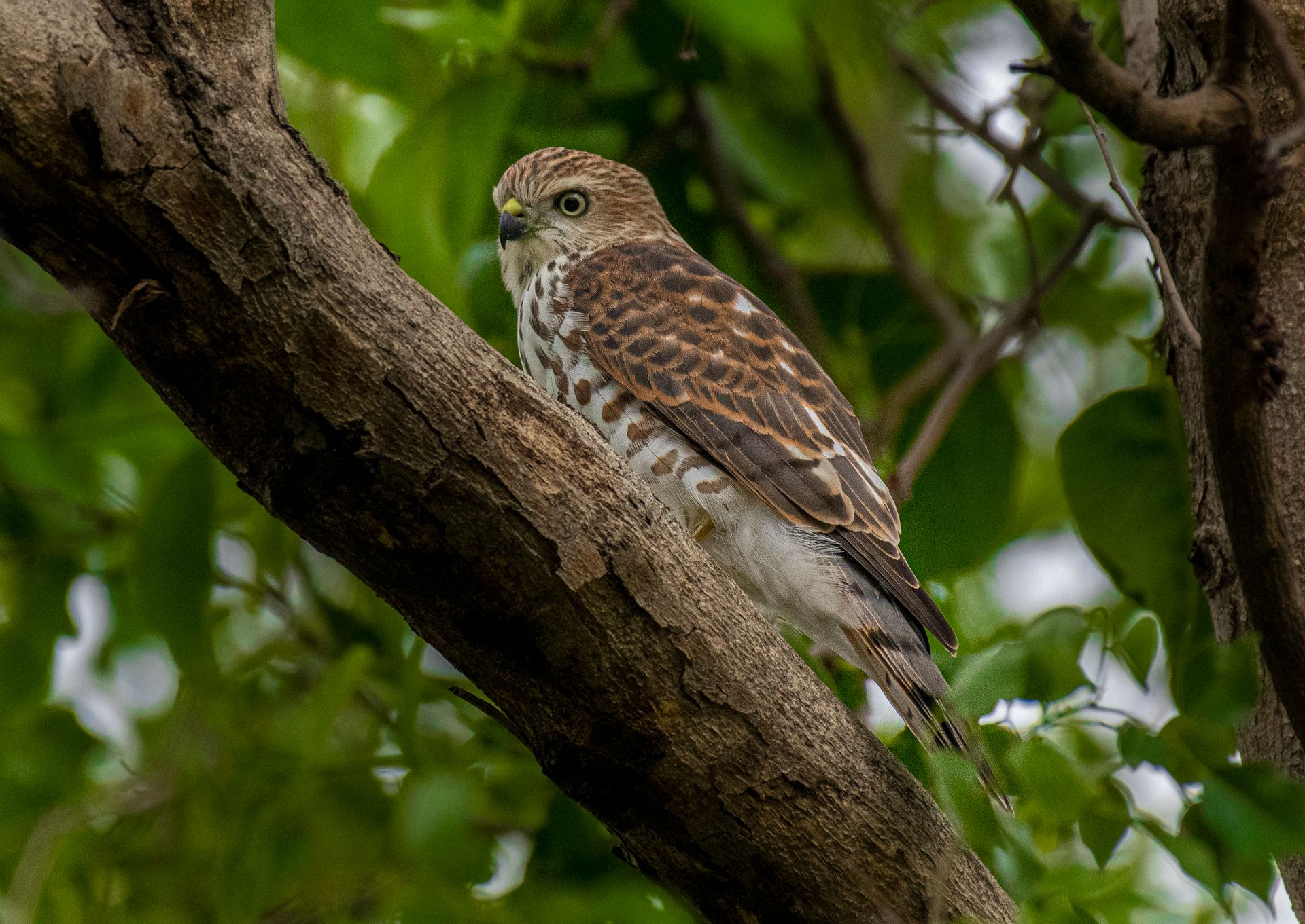 Close-up of a Mauritius kestrel perched on a tree branch, showcasing its striking plumage.