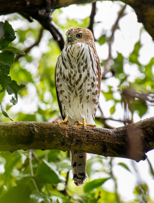 Free Captivating image of a Shikra hawk perched on a tree branch with lush green leaves in the background. Stock Photo