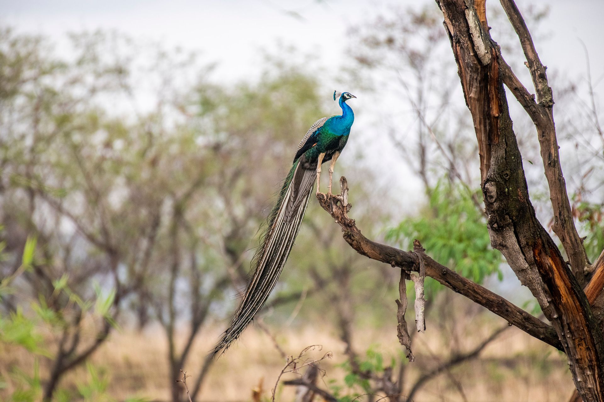 Peacock on Tree