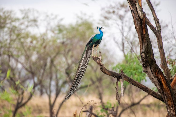 Peacock On Tree