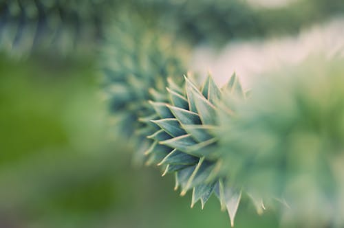 Green Succulent Plant in Close Up Photography