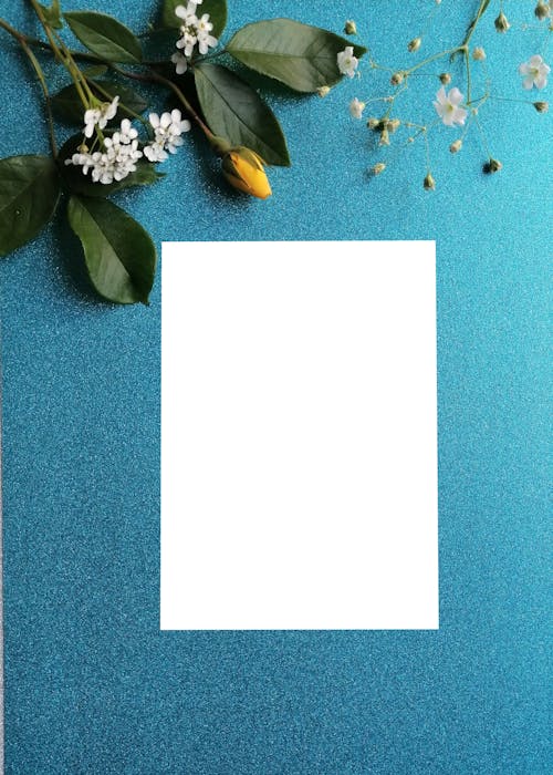 Foto d'estoc gratuïta de en blanc, flors, fons blau