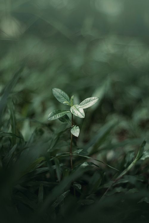 Free A fresh sprout growing in lush, green grass, depicting new beginnings and nature's vitality. Stock Photo