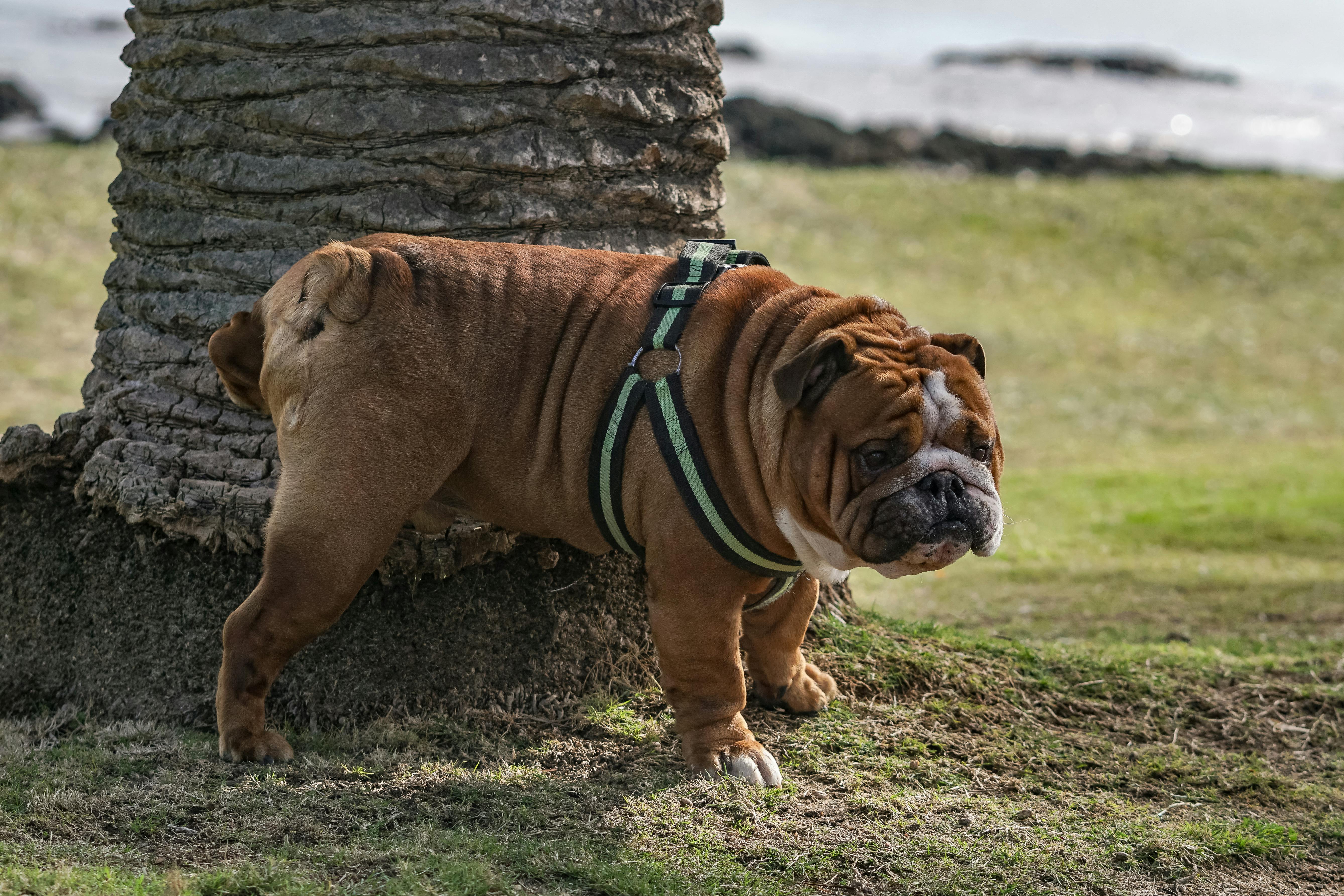 English bulldog in harness near tree in a sunny Punta del Este park. English Bulldog Walking