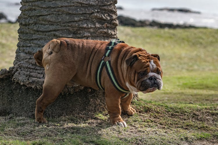 Dog Near Tree