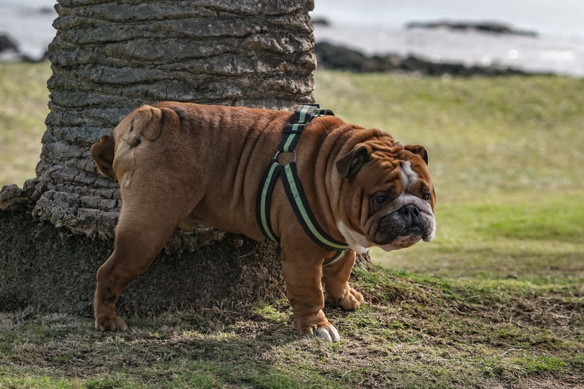 Dog 4k Wallpaper Photos, Download The BEST Free Dog 4k Wallpaper Stock
