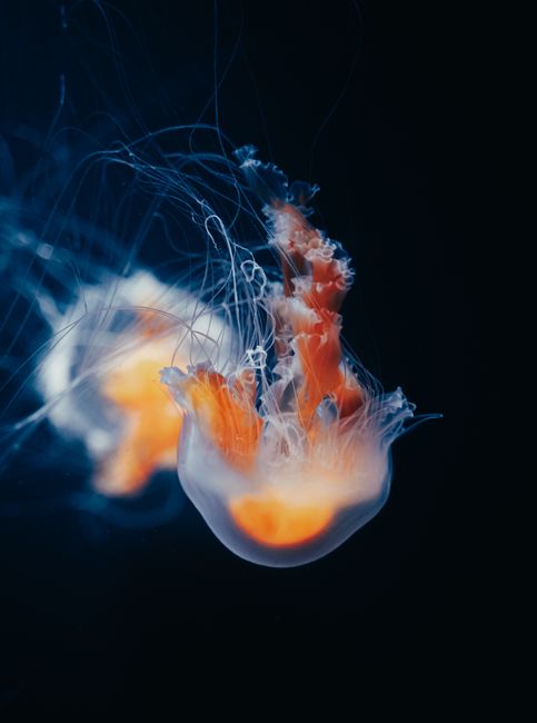 Stunning jellyfish gracefully illuminated against a black ocean background, showcasing underwater beauty.