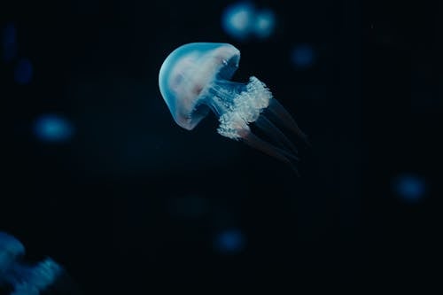 Jellyfish in Sea