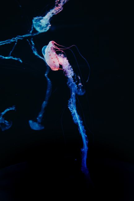A vibrant jellyfish illuminated against a dark ocean backdrop, showcasing its ethereal beauty.