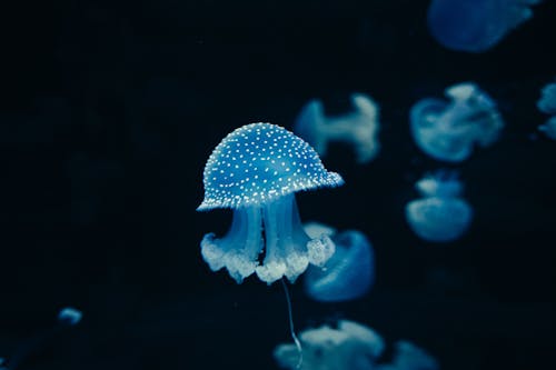 Jellyfish in Deep Ocean